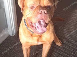 Male dougue de bordeaux