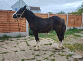 Lovely 6 month old cob colt