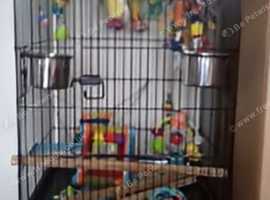 Brand new parrot cage