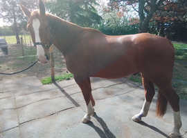Handsome British Sports Horse. 16.3 chestnut gelding. 7 years old. Happy hacker.