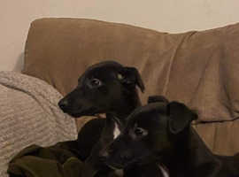 Gorgeous black whippet puppies!