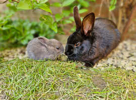 Adorable baby rabbits