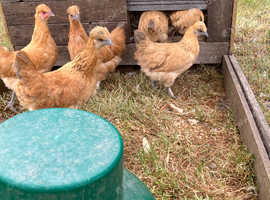 Gold top bantams