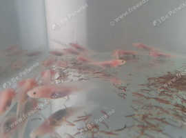 Leucistic axolotl for sale