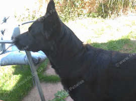 Roxy