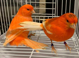 LOOK! Canaries available, yellow red