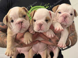 English bulldog puppies