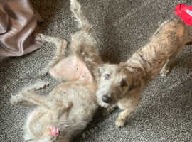 3/4 deerhound