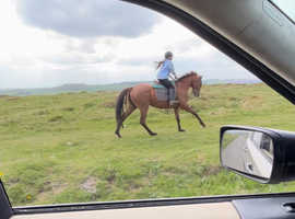 6yr old all rounder , 15.2hh