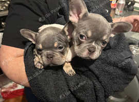 KC  Registered Frenchies ready for their new home