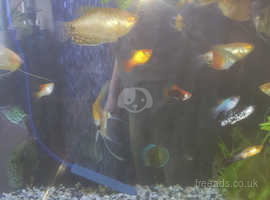10 gouramis and 7 angels for sale