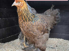 Brahma and faverolle hens