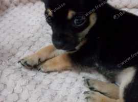 Black and tan Chihuahua pup