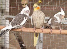 Baby Stunning Cockatiels