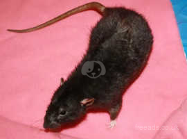 Rex female rat