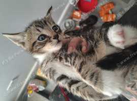 Super cute bengal cross ready ready
