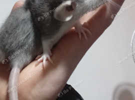 2 female rats