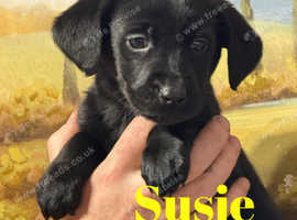 BEAUTIFUL PEDIGREE BLACK LABRADOR PUPPIES DRAKESHEAD LINEAGE