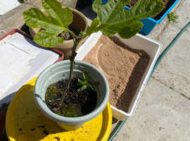 Fig plant for sale