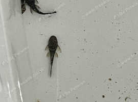 Bristlenose catfish
