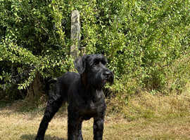 Giant schnauzer girl
