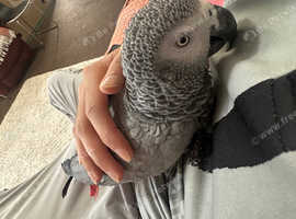 Super Cuddly Tamed African Grey Parrot with Cage