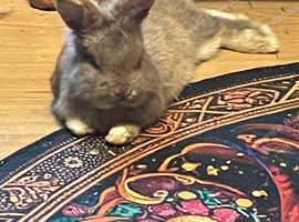 Lion head cross lop male