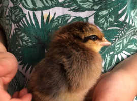 Day old Chicks for sale Leicester