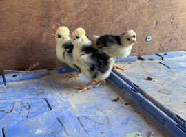 3 houdan chicks