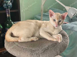 Stunning tangerine three quarters Burmese male kitten