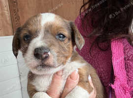 Merle Mini Jack boy pup