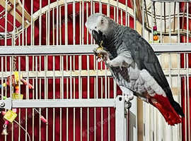 Super tame African grey Glasgow