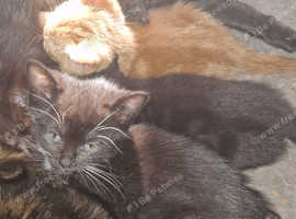 Lovey black kitten £100