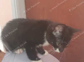 3 month old cat for sale