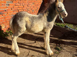 Walter 5 month old cob colt foal