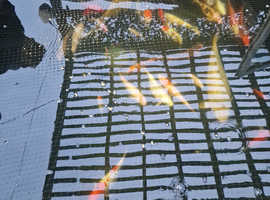 Koi Fish for sale and Pond clearances