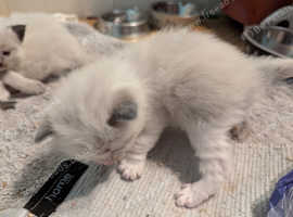 Beautiful Ragdoll kittens