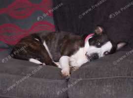 Dog sitter wanted