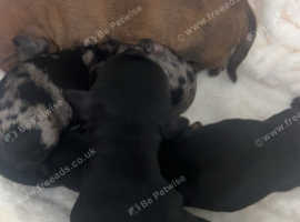Miniature dachshunds puppy's