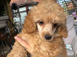 Teeny tiny toy poodle female