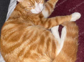 Ginger tabby male