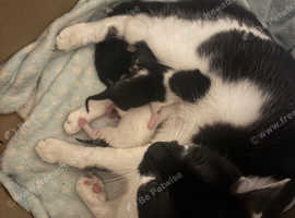 Female kittens looking for forever homes