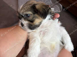 Gorgeous Zuchon/Shihchon pups