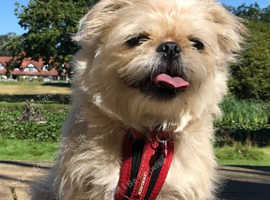 Amazing Shihtzu Female For Sale
