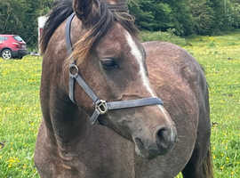 Well related Arabian Filly