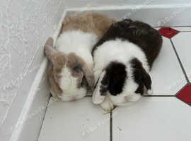 Rabbits to go together