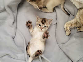 Pure pedigree,  outstanding quality 4 Burmilla kittens