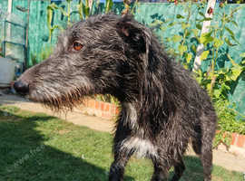Lurcher saluki wheaton greyhound x Bedlington collie