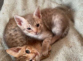 Stunning Ocicat kittens