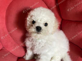 Paris Bichon Puppy